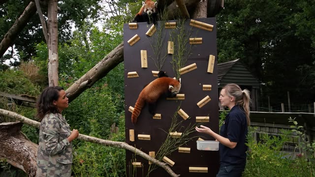 Animal Park