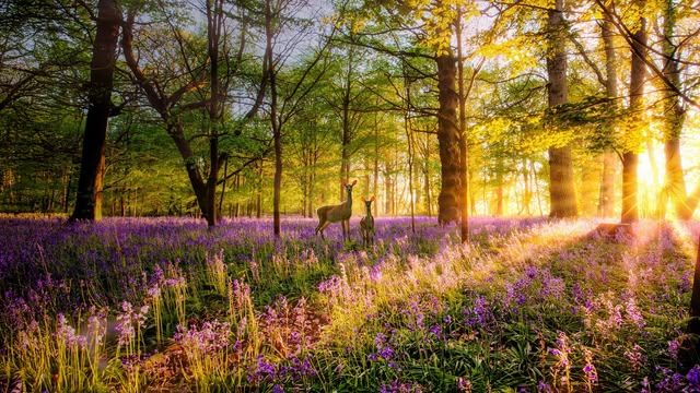 Love Nature