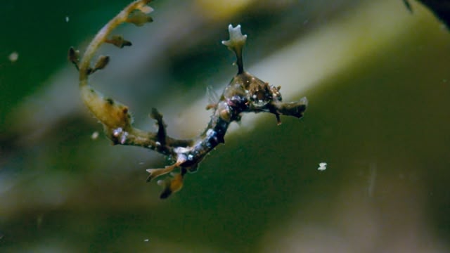 Blue Planet II