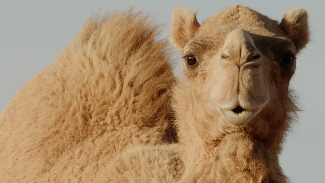 Mammals