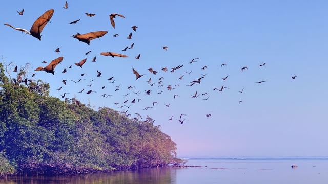 The Wonder of Animals