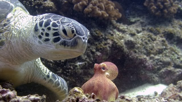 Spy in the Ocean