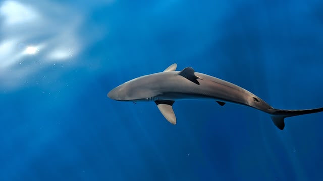 Blue Planet Revisited