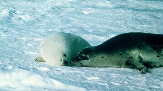 Life on Earth
