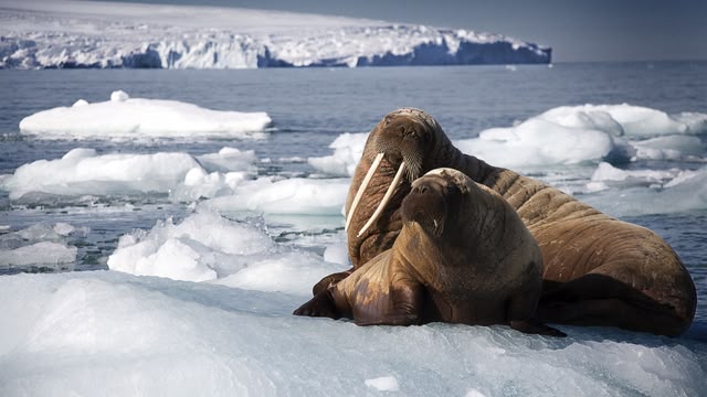Blue Planet II