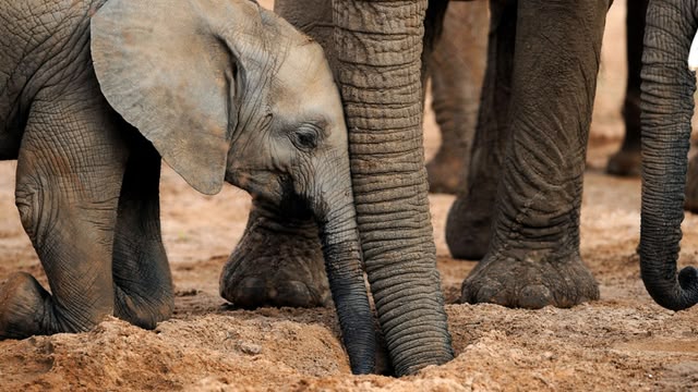 The Secret Life of Elephants