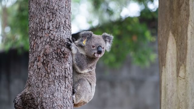 Wildlife ER