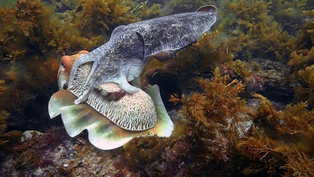 Spy in the Ocean