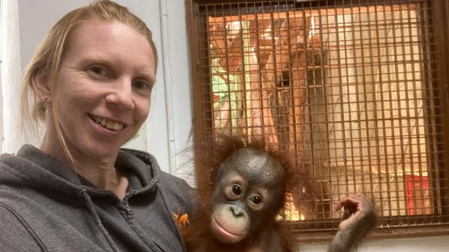 Monkey Life