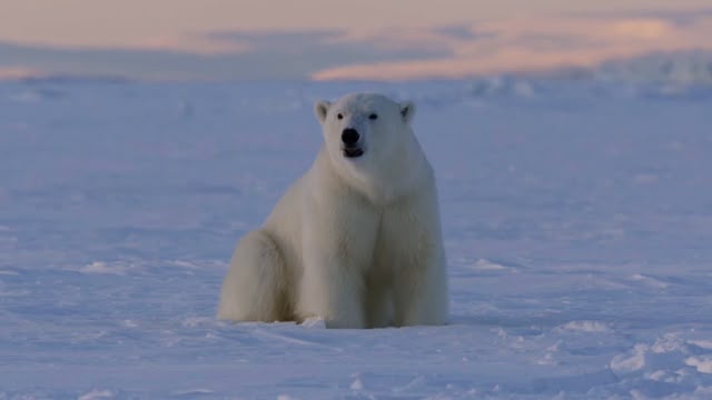 Frozen Planet