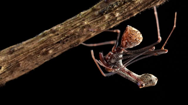 Madagascar: Earth’s Tropical Islands