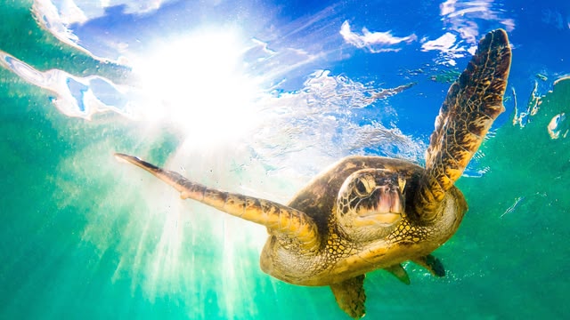 Hawaii: Earth's Tropical Islands
