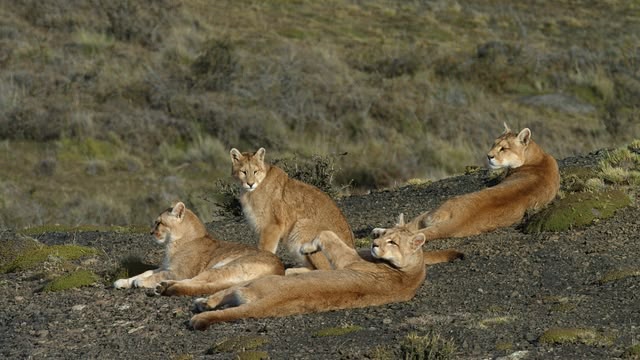 Age Of The Big Cats