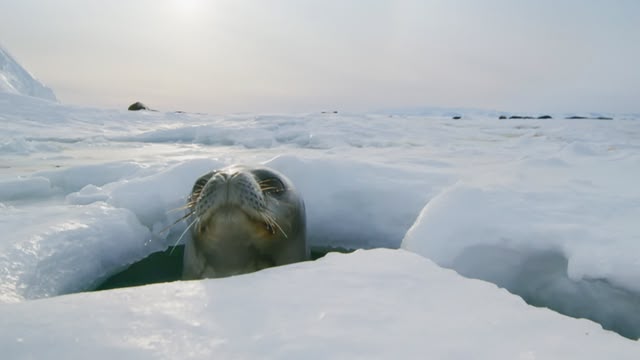 Frozen Planet