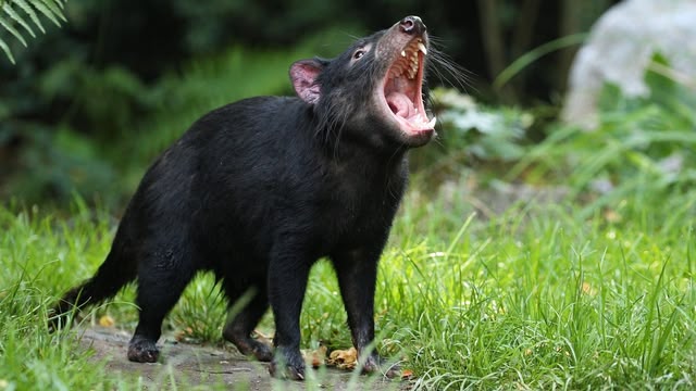 Extraordinary Animals