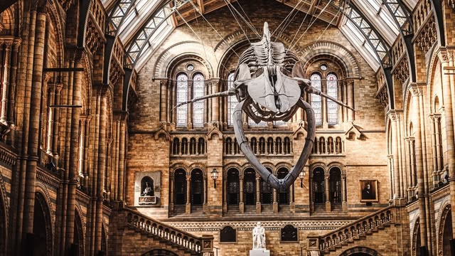 New: Natural History Museum
