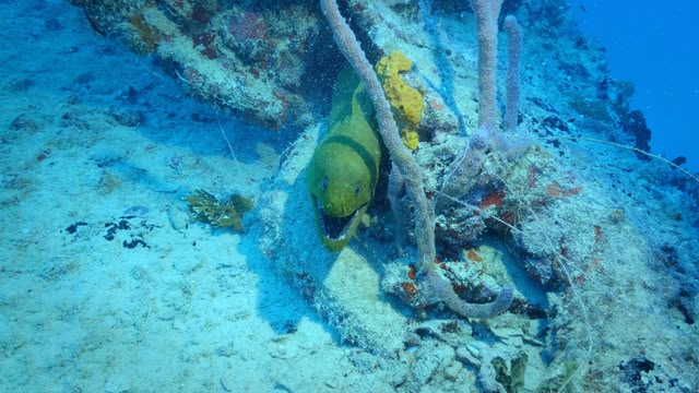 Reef Wrecks