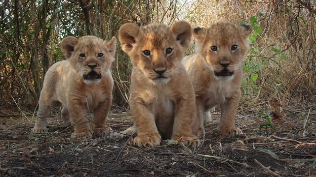 Serengeti III