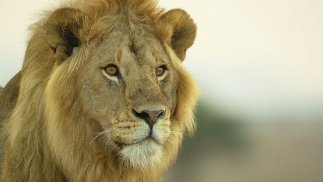 Serengeti II