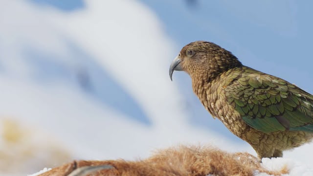 Frozen Planet