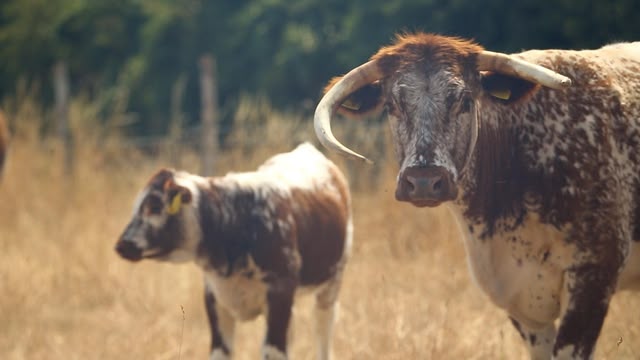 The Farmers’ Country Showdown