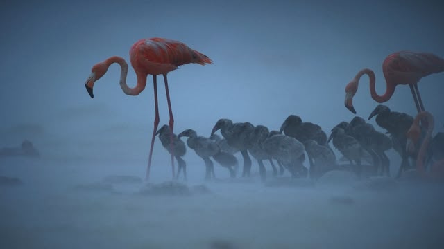 New: Force of Nature