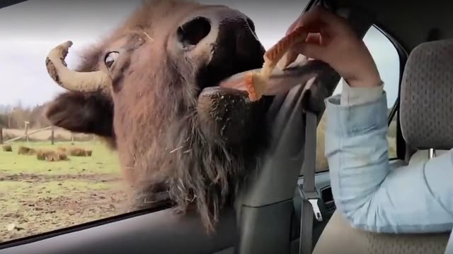 Caught On Dashcam