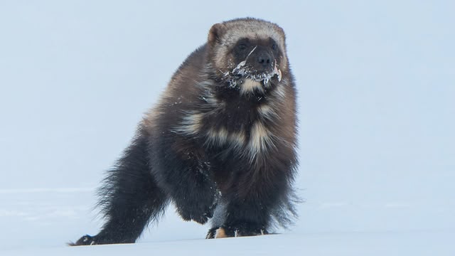 Mammals