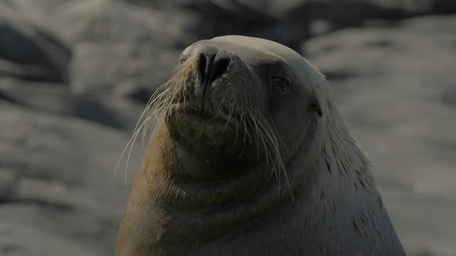Deep Dive Australia
