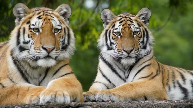 Animal Park