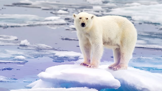 The Wonder of Animals