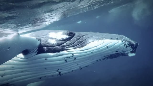 Mysteries Of The Deep