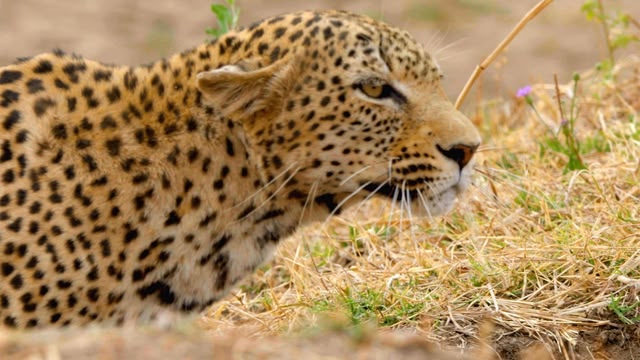 Africa's Hunters