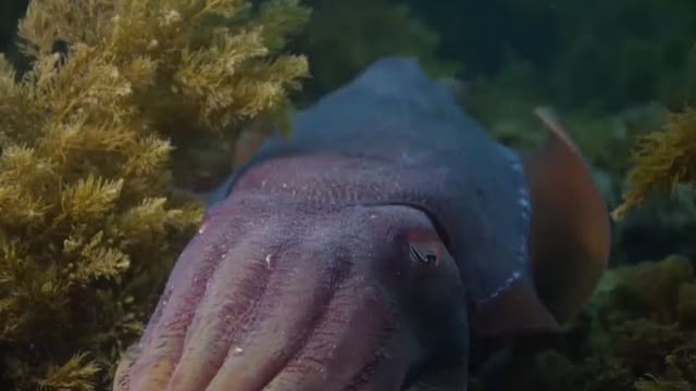 Extraordinary Animals