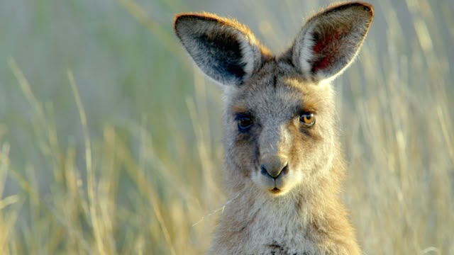 Secret Life Of The Kangaroo