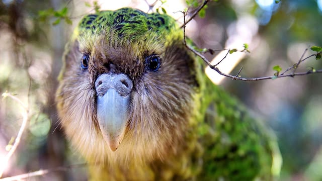 New Zealand: Earth's Mythical Islands