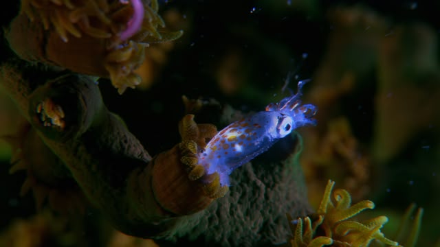 Coral City
