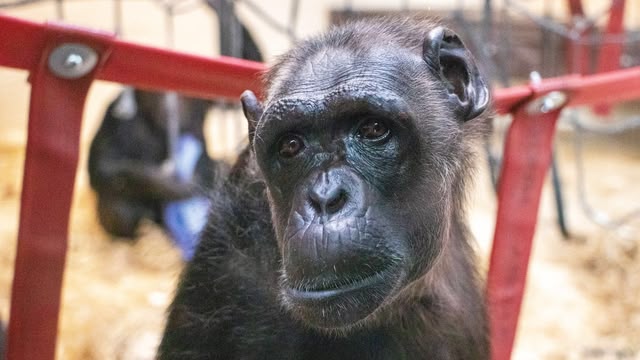 Monkey Life