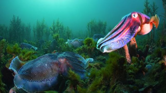 Extraordinary Animals