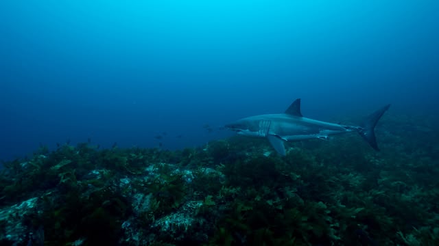 Super Shark Highway