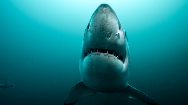 Super Shark Highway