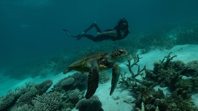Deep Dive Australia