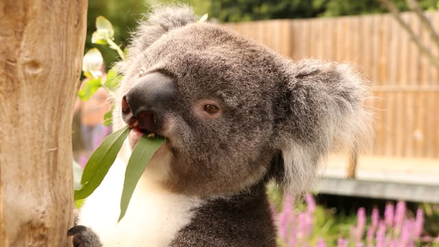 Animal Park