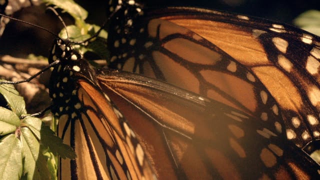 Wonders of Life
