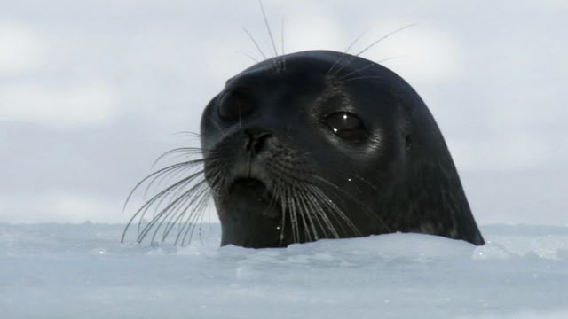 Frozen Planet