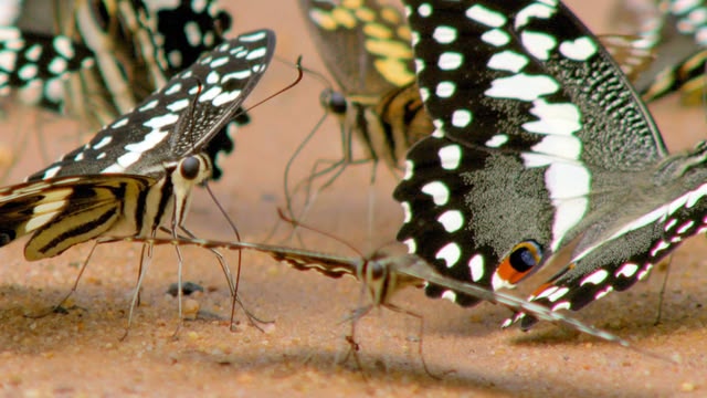 Africa's Wild Horizons