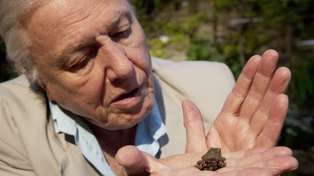 Attenborough’s Natural Curiosities