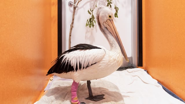 Wildlife ER