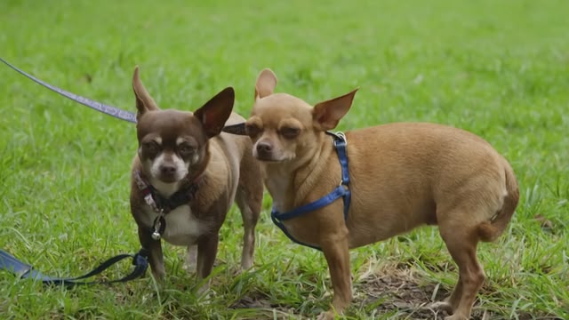Dogs Behaving (Very) Badly Australia
