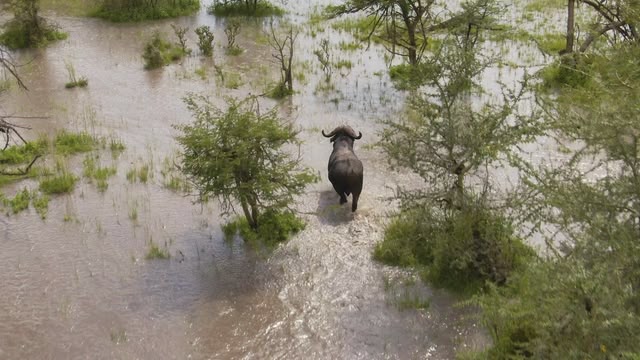 Serengeti II